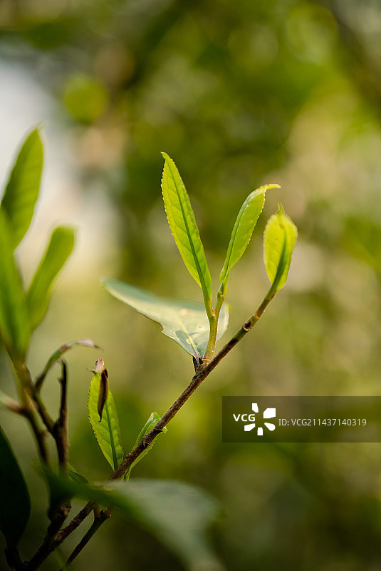 六堡茶图片素材