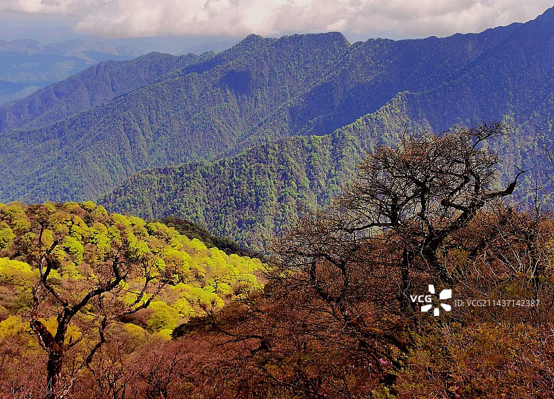 梵净山的树图片素材