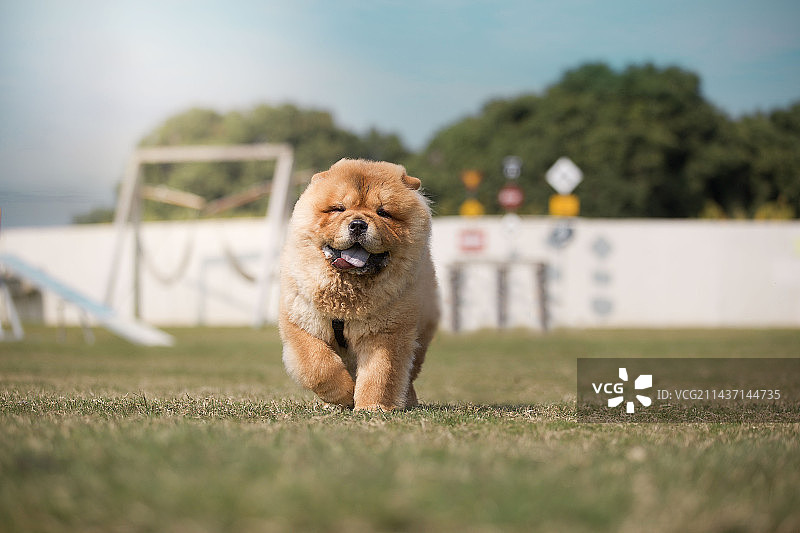 草地上的小狗图片素材