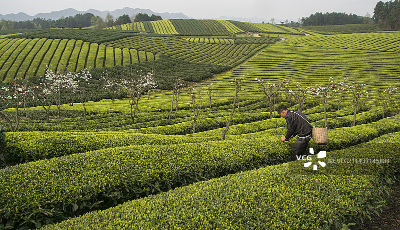湄潭茶海图片素材