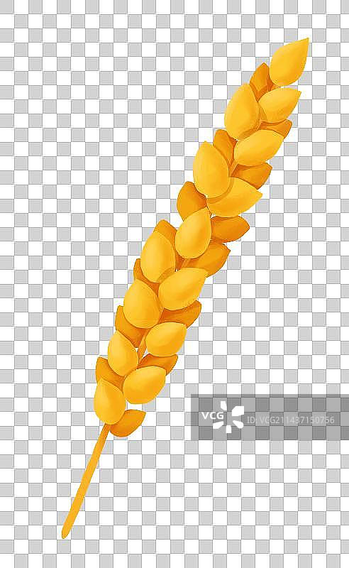 芒种节气插画成熟的麦穗图片素材