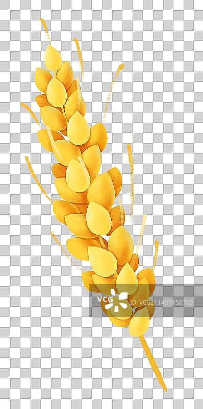 芒种节气插画成熟的麦穗图片素材