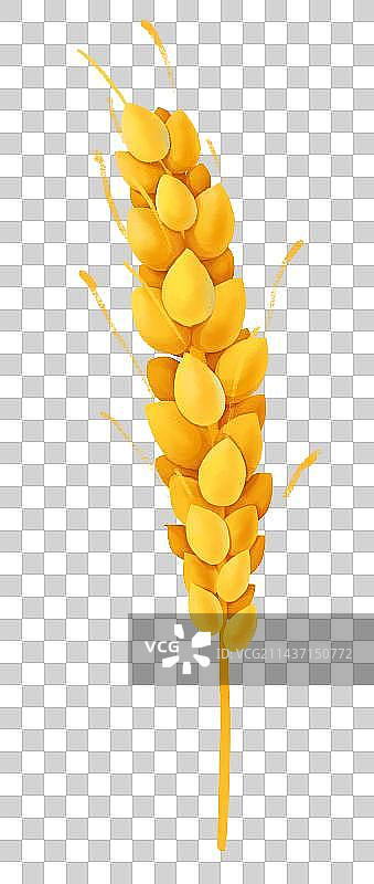 芒种节气插画成熟的麦穗图片素材