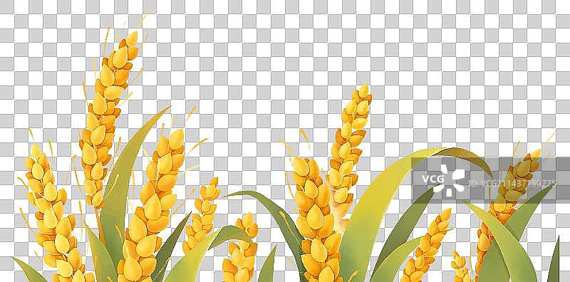 芒种节气插画成熟的麦穗图片素材