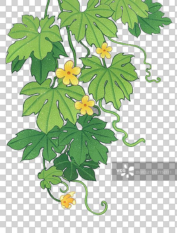 小暑节气元素苦瓜和苦瓜植物插画图片素材