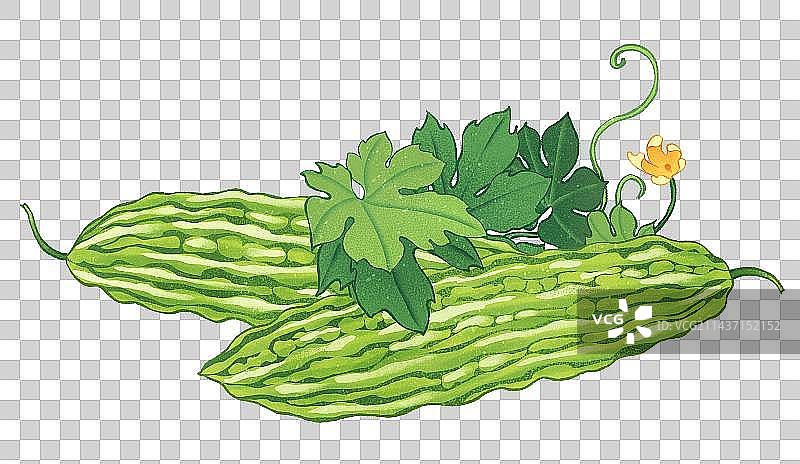 小暑节气元素苦瓜和苦瓜植物插画图片素材