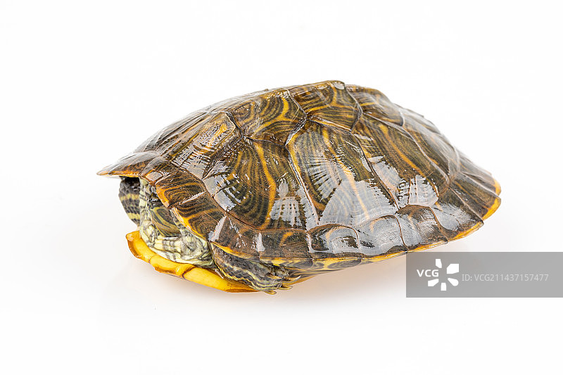 缩起来的巴西龟图片素材
