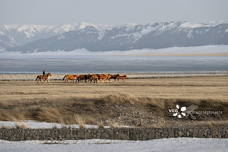 雪山下的牧场-赛里木湖牧马人图片素材