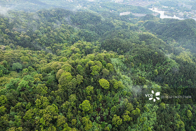重庆虎峰山的森林图片素材