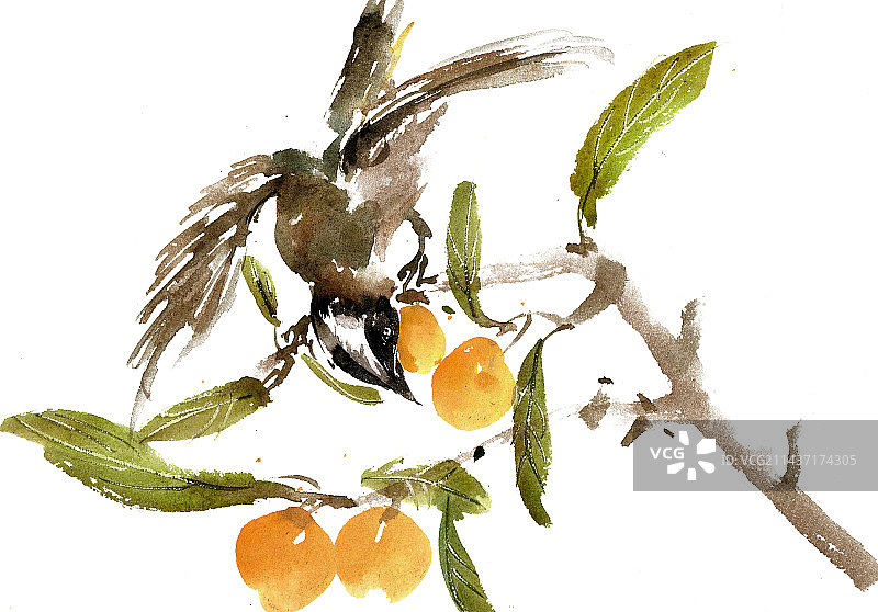 枇杷果与小鸟图片素材