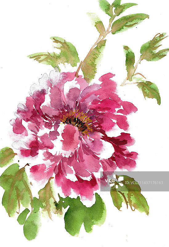 紫红色的牡丹图片素材