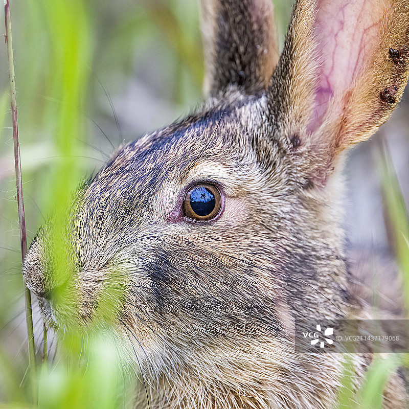 野兔特写图片素材