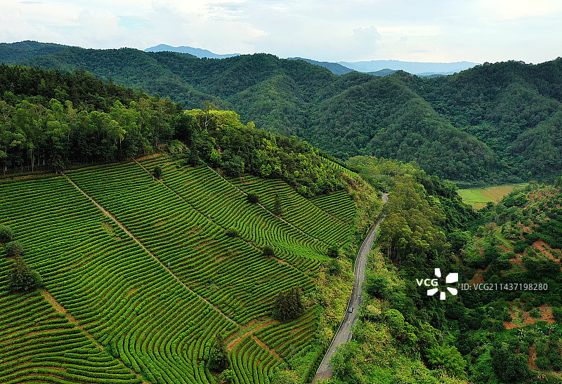 广东省梅州市梅县区雁南飞茶田景区航拍图片素材
