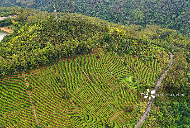 广东省梅州市梅县区雁南飞茶田景区航拍图片素材