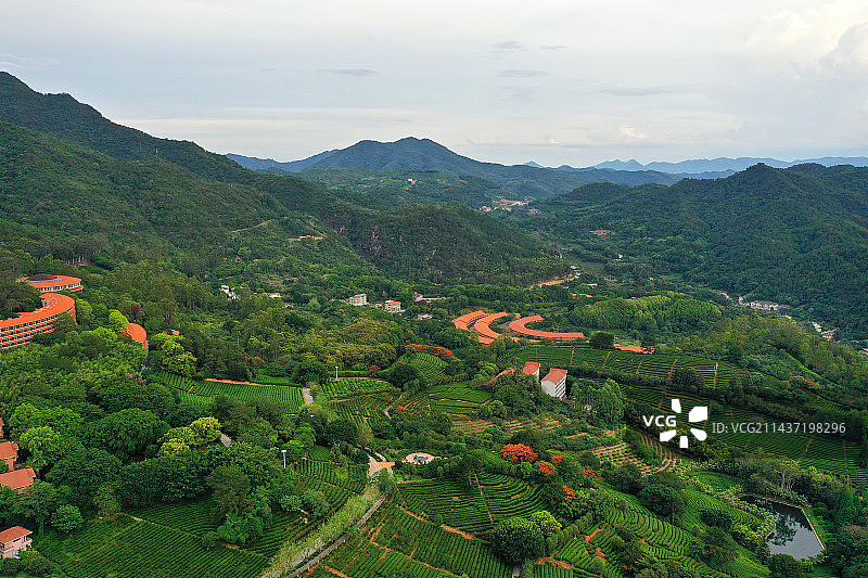 广东省梅州市梅县区雁南飞茶田景区航拍图片素材
