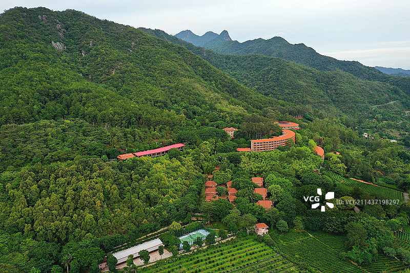 广东省梅州市梅县区雁南飞茶田景区航拍图片素材