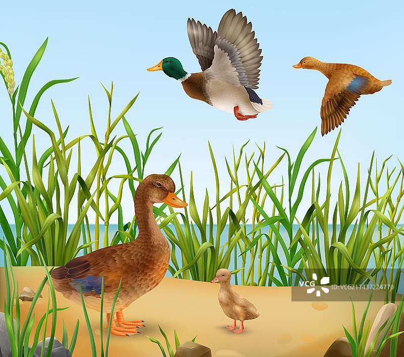 逼真的野鸭图片素材