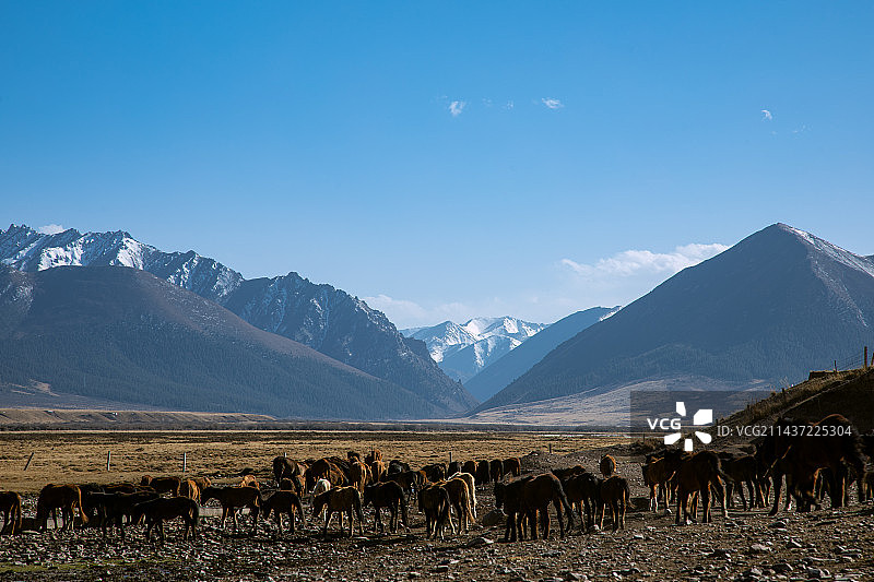 甘肃省张掖市山丹军马场-祁连山脉雪山与牧场图片素材