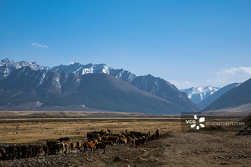 甘肃省张掖市山丹军马场-祁连山脉雪山与牧场图片素材