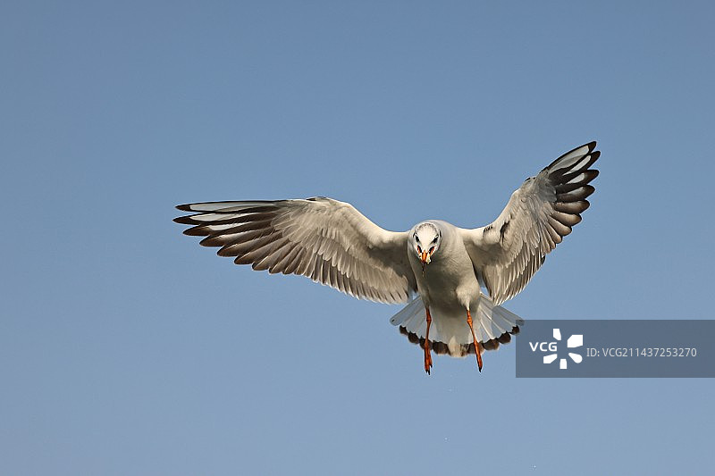 海鸥图片素材