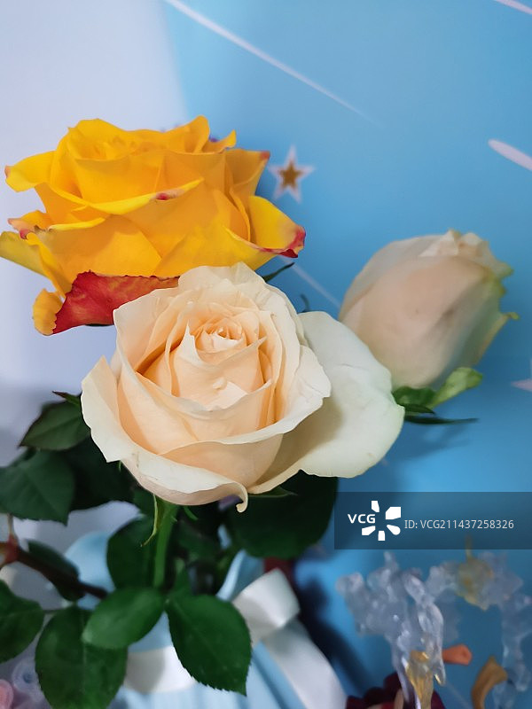 花瓶里的玫瑰特写镜头图片素材