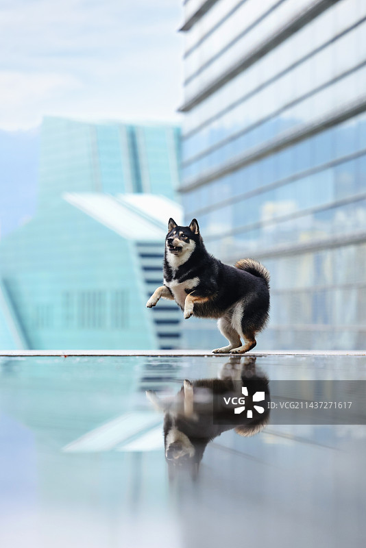 充满活力的柴犬图片素材