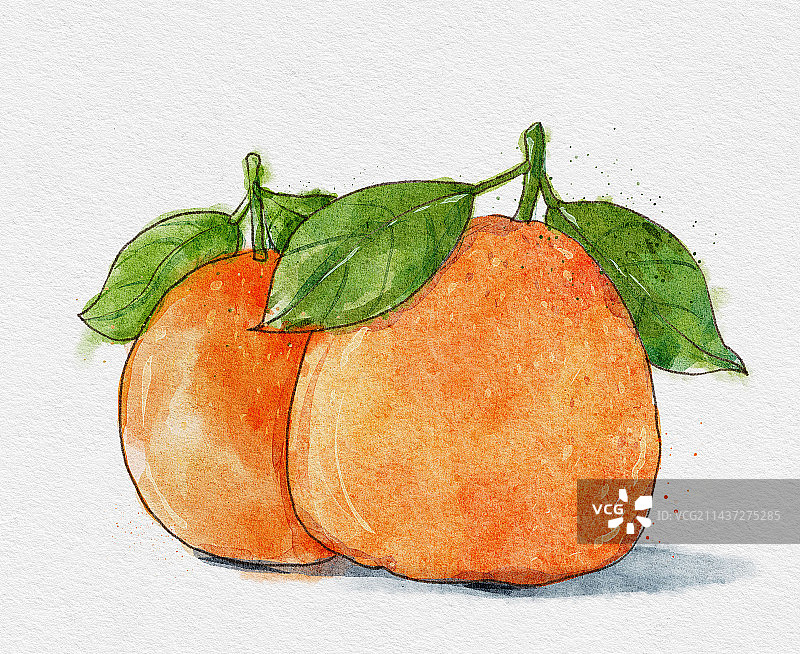 水彩橙子图片素材