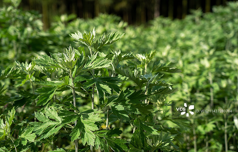 端午节艾草静物照图片素材