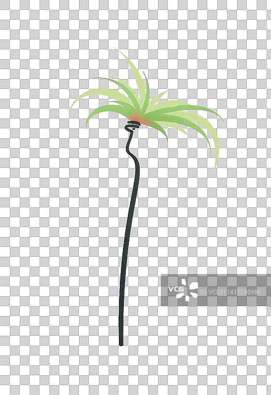 空气凤梨图片素材