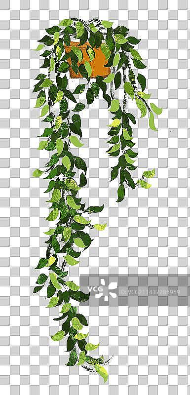 吊兰绿萝绿植盆栽元素图片素材