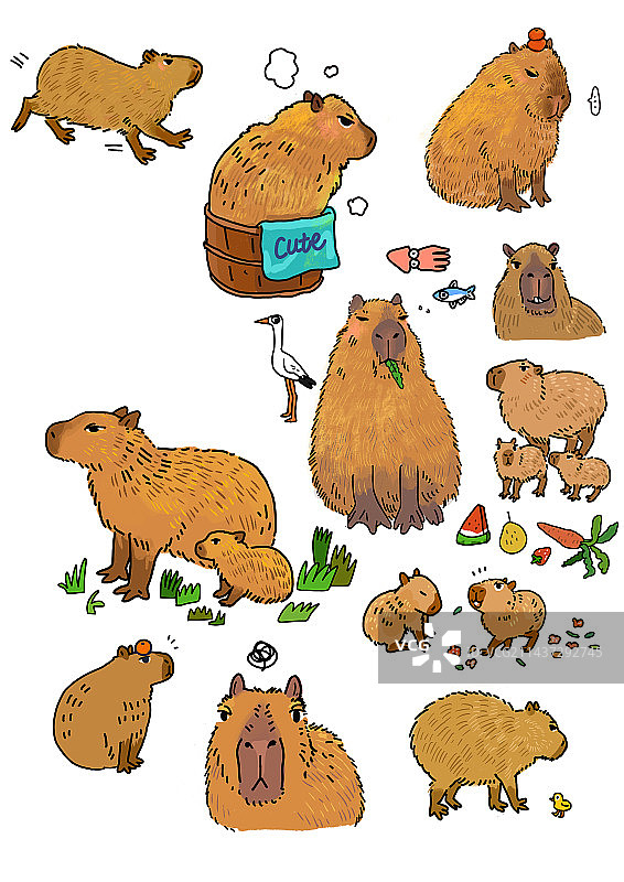 水豚卡通插画图片素材