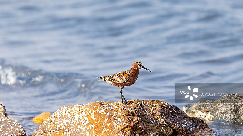 弯嘴滨鹬图片素材