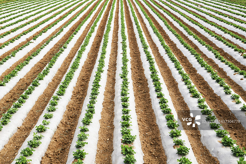 覆膜种植的花生长势良好图片素材