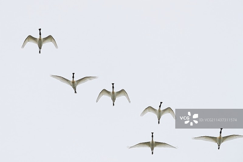 黑脸琵鹭图片素材