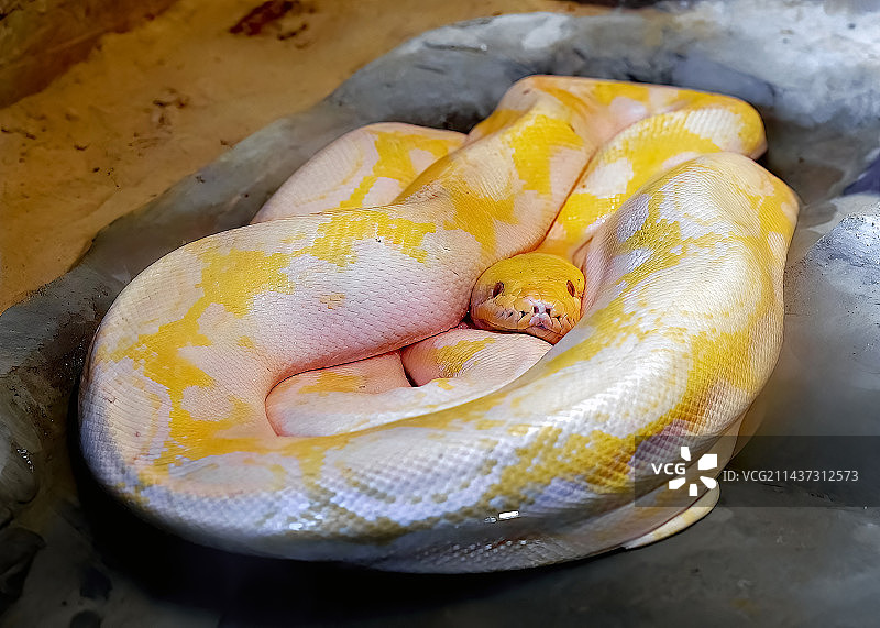 黄金蟒的特写镜头图片素材