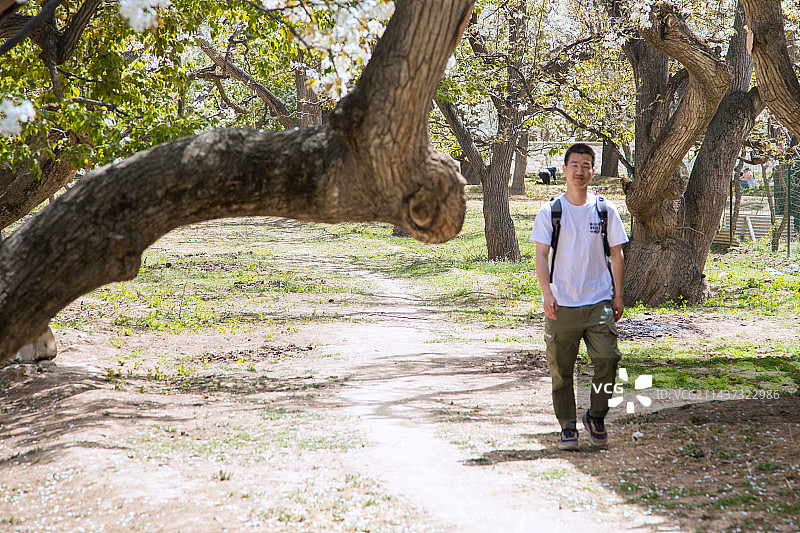 甘肃省兰州市皋兰县什川古梨园-坐在梨园的年轻人图片素材