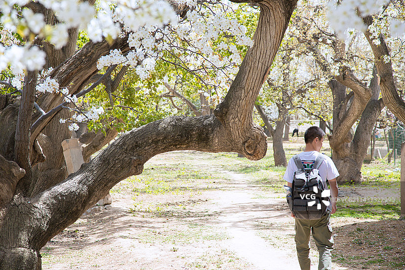 甘肃省兰州市皋兰县什川古梨园-坐在梨园的年轻人图片素材