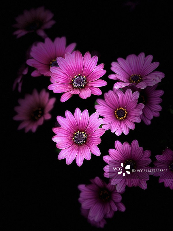 万寿菊图片素材