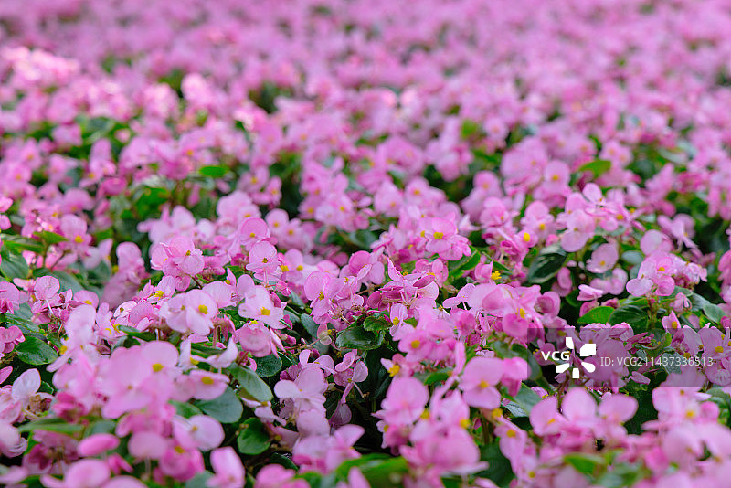 粉色四季海棠图片素材