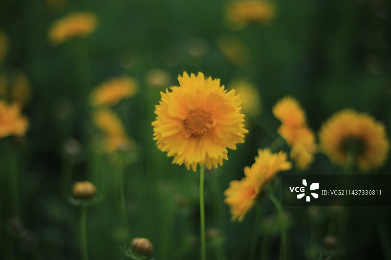 金鸡菊图片素材