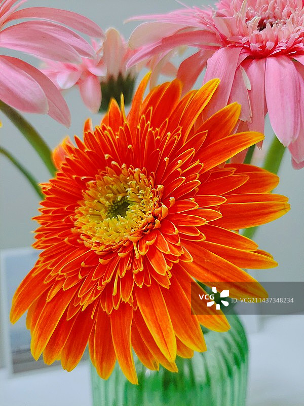 静物拍摄，非洲雏菊图片素材