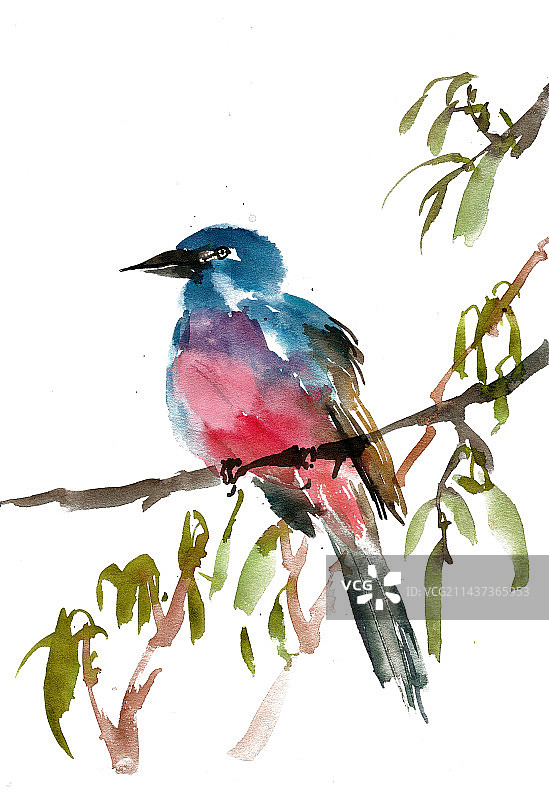 红腹小鸟图片素材