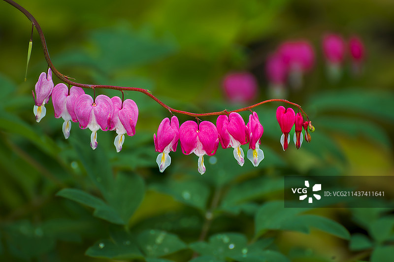 荷苞牡丹图片素材