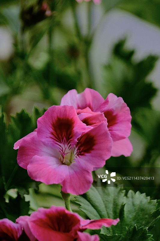 天竺葵图片素材