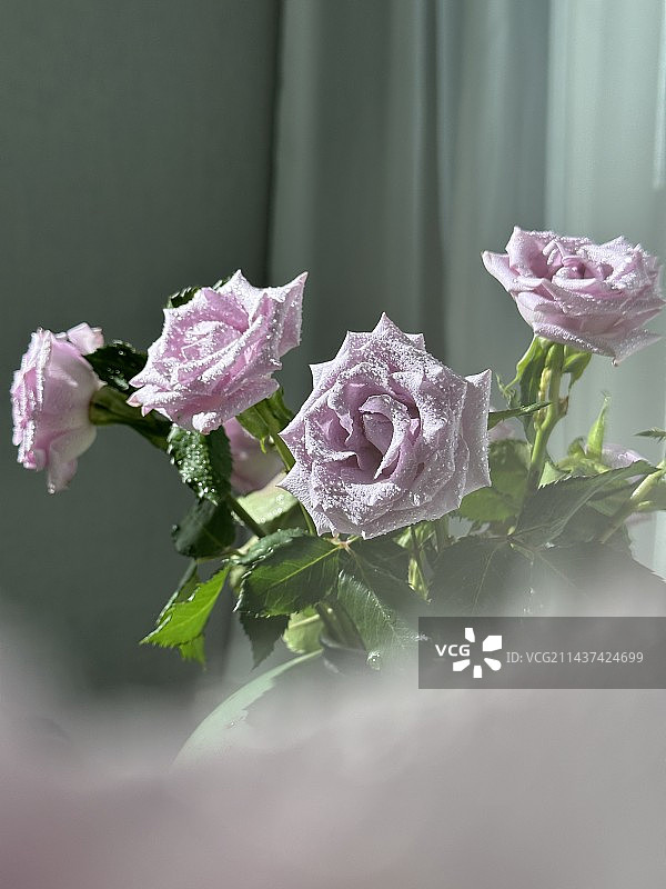 梦幻紫玫瑰花图片素材