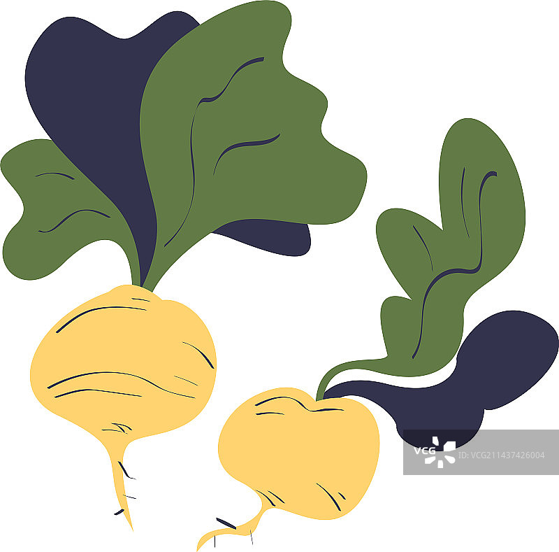 应季收获的成熟芜菁蔬菜图片素材