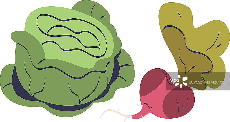 当季的成熟甜菜根和卷心菜蔬菜图片素材