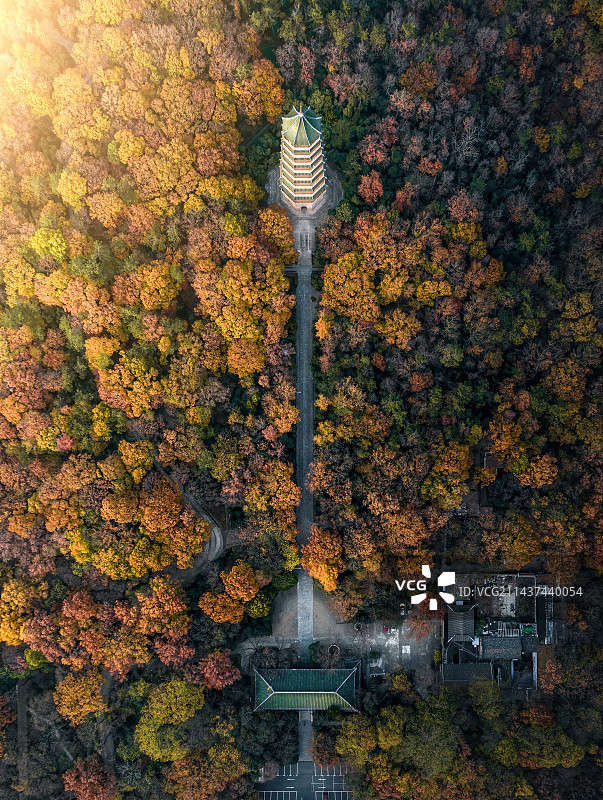 灵谷深秋图片素材