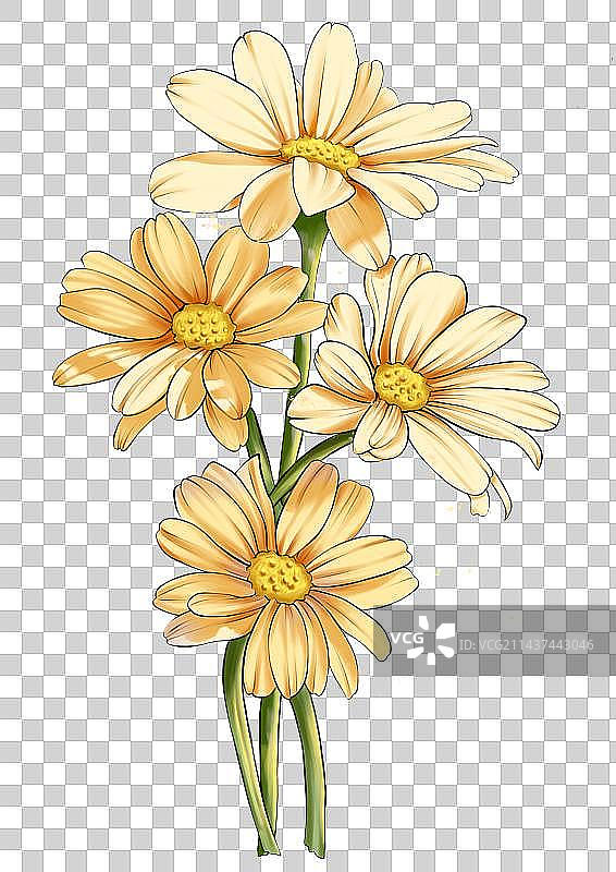 甘菊插画图片素材