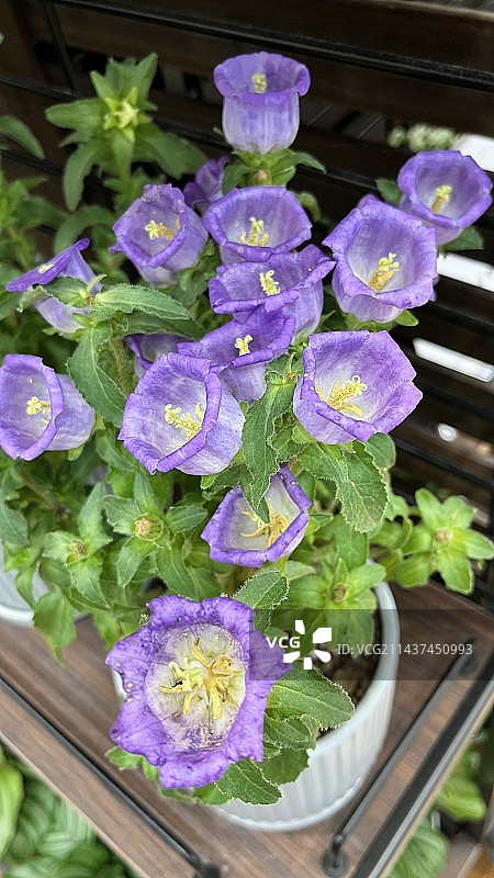 风铃花图片素材